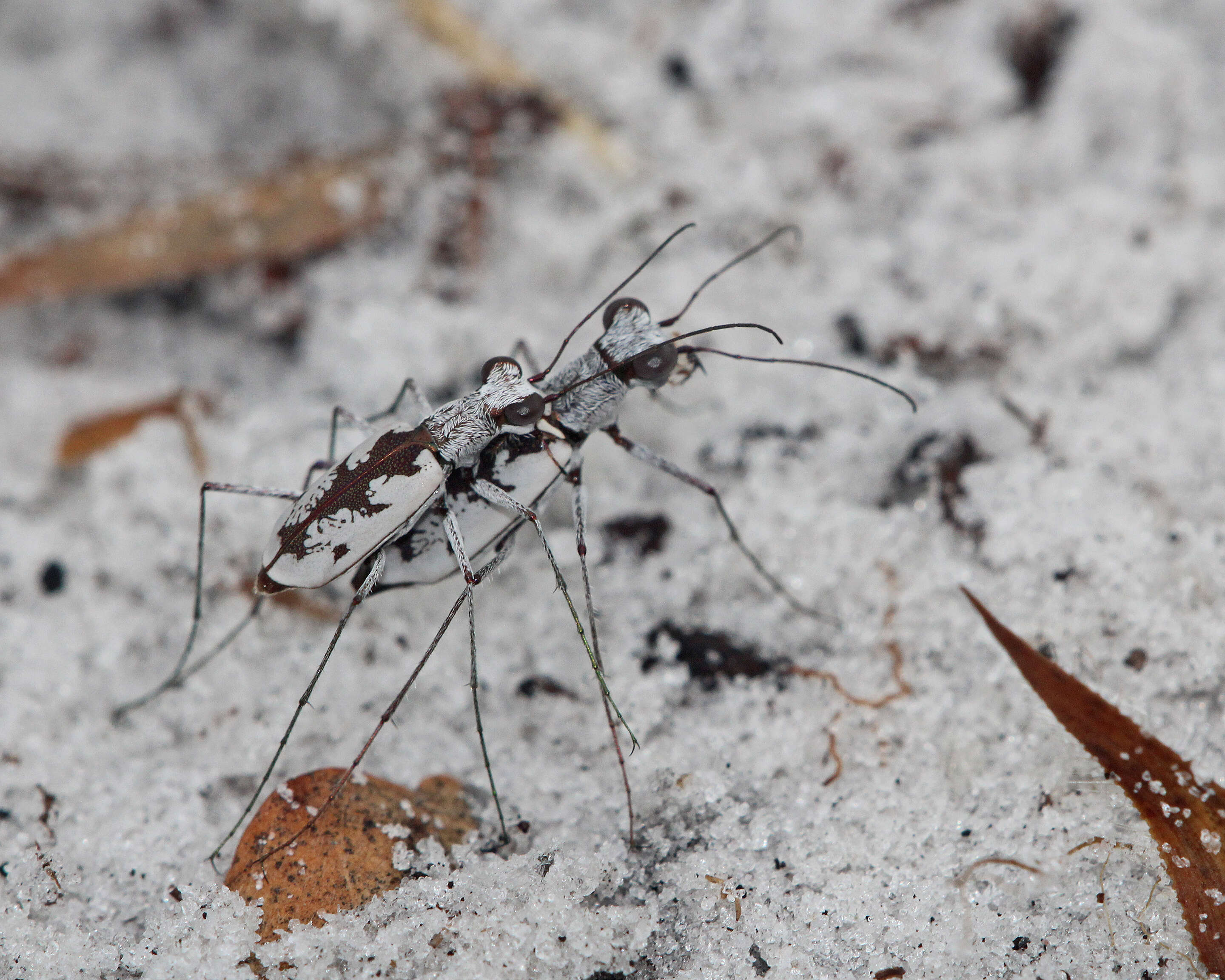 Image of Ellipsed-winged Tiger Beetles