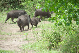 Image of Giant Forest Hogs