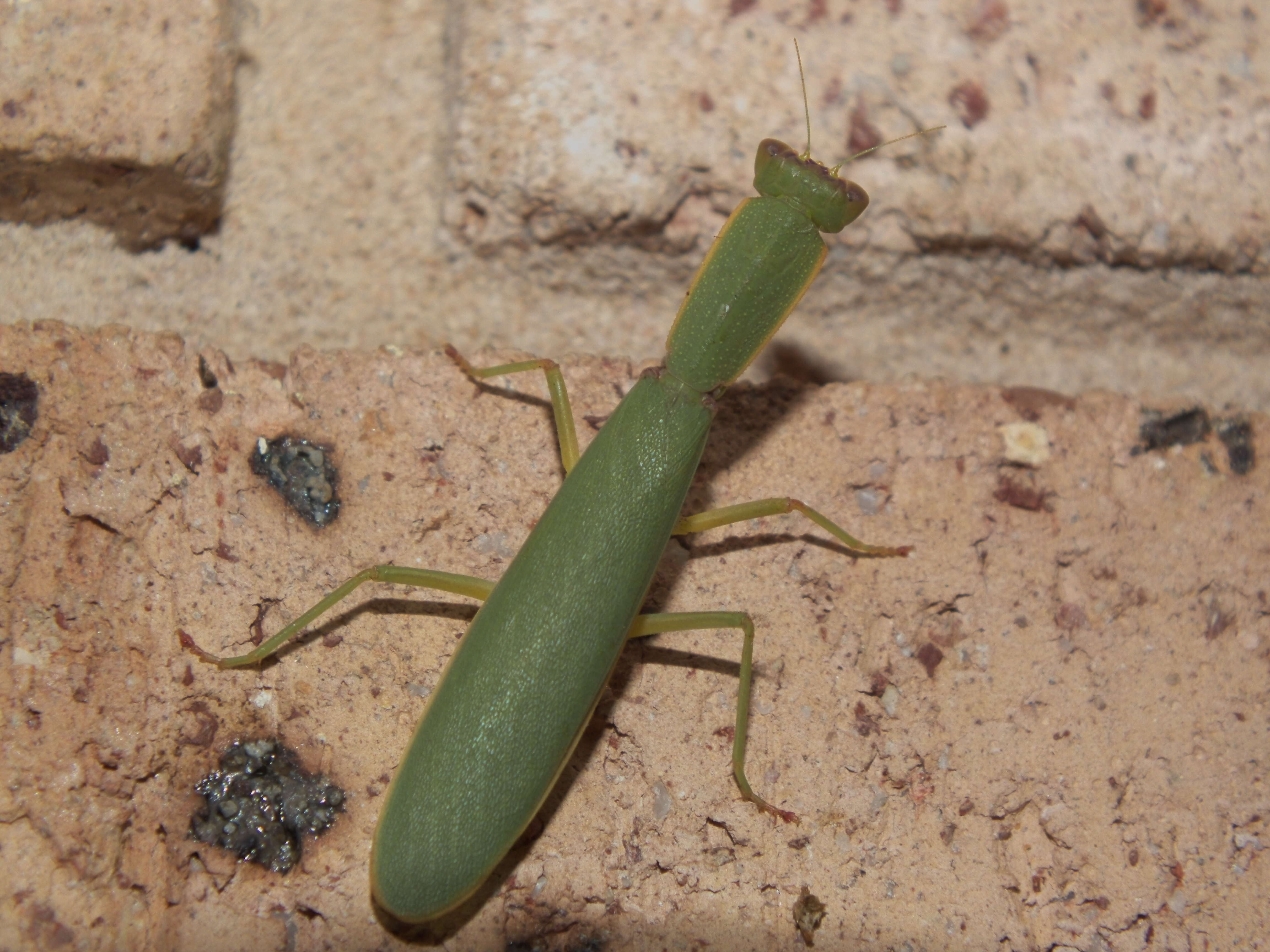 Image of praying mantises