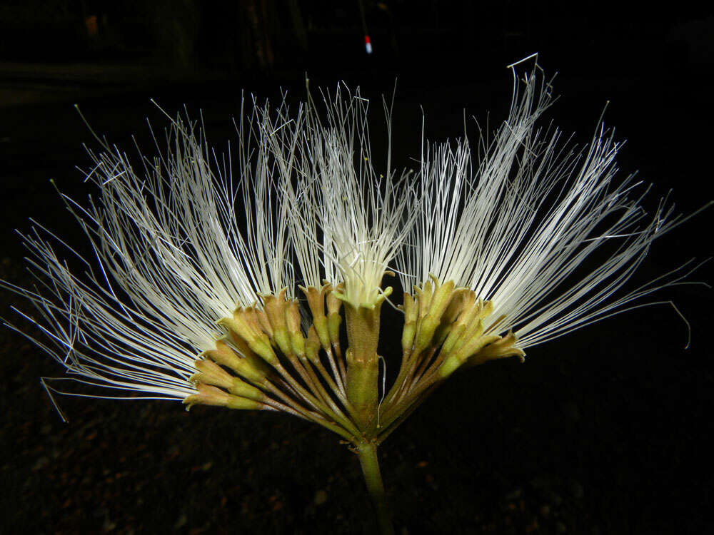 Image of Albizia guachapele (Kunth) Dugand