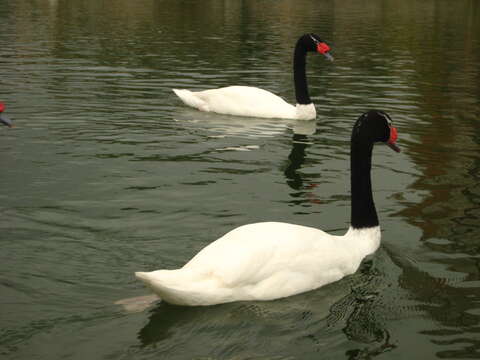 Image of Black-necked Swan