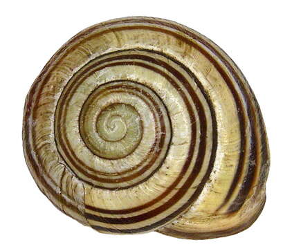 Image of Brown Lipped Snail