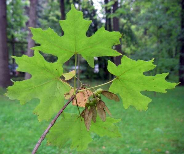 Image of maple