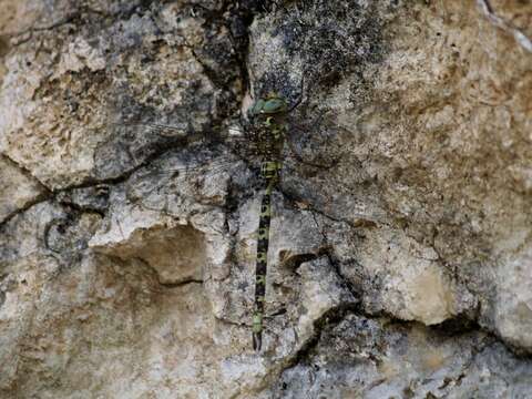 Image of Spotted Darners