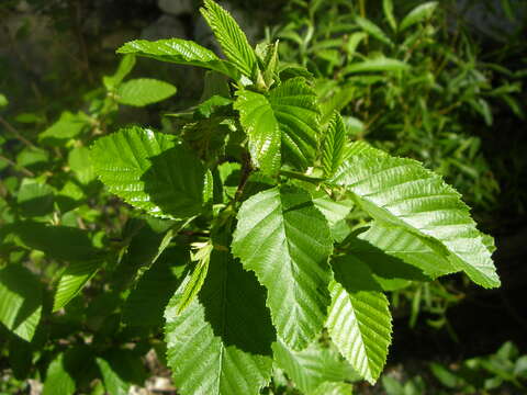 Image of Arizona alder