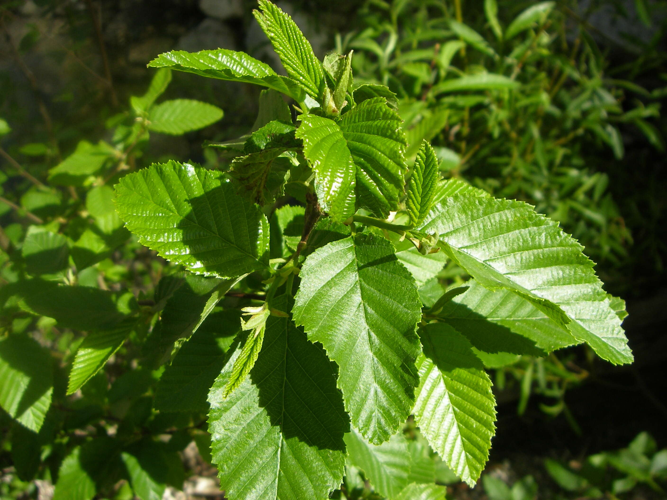 Sivun Alnus oblongifolia Torr. kuva