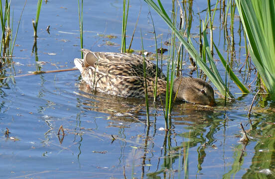 Image of Common Mallard