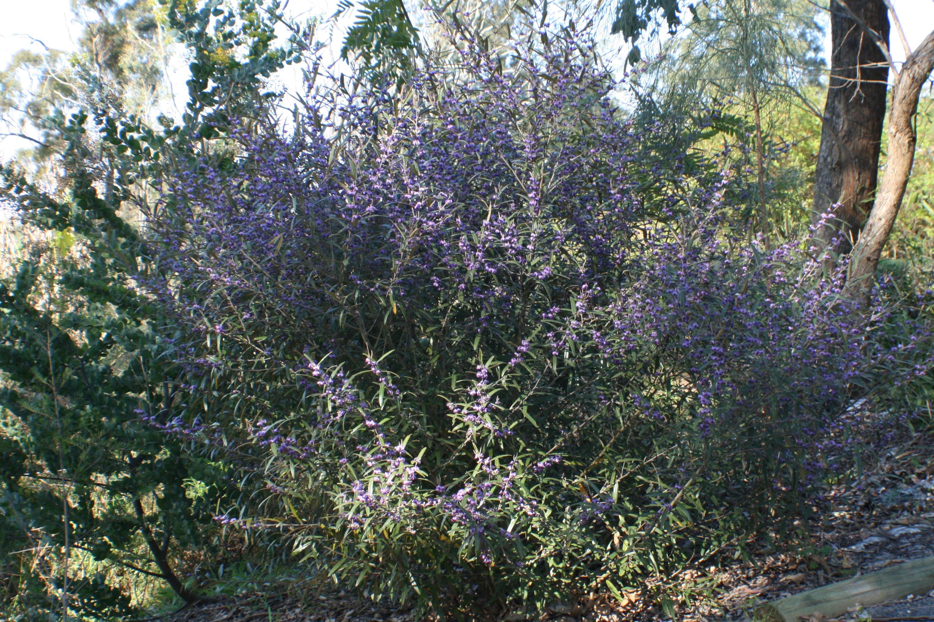 Слика од Hovea acutifolia G. Don