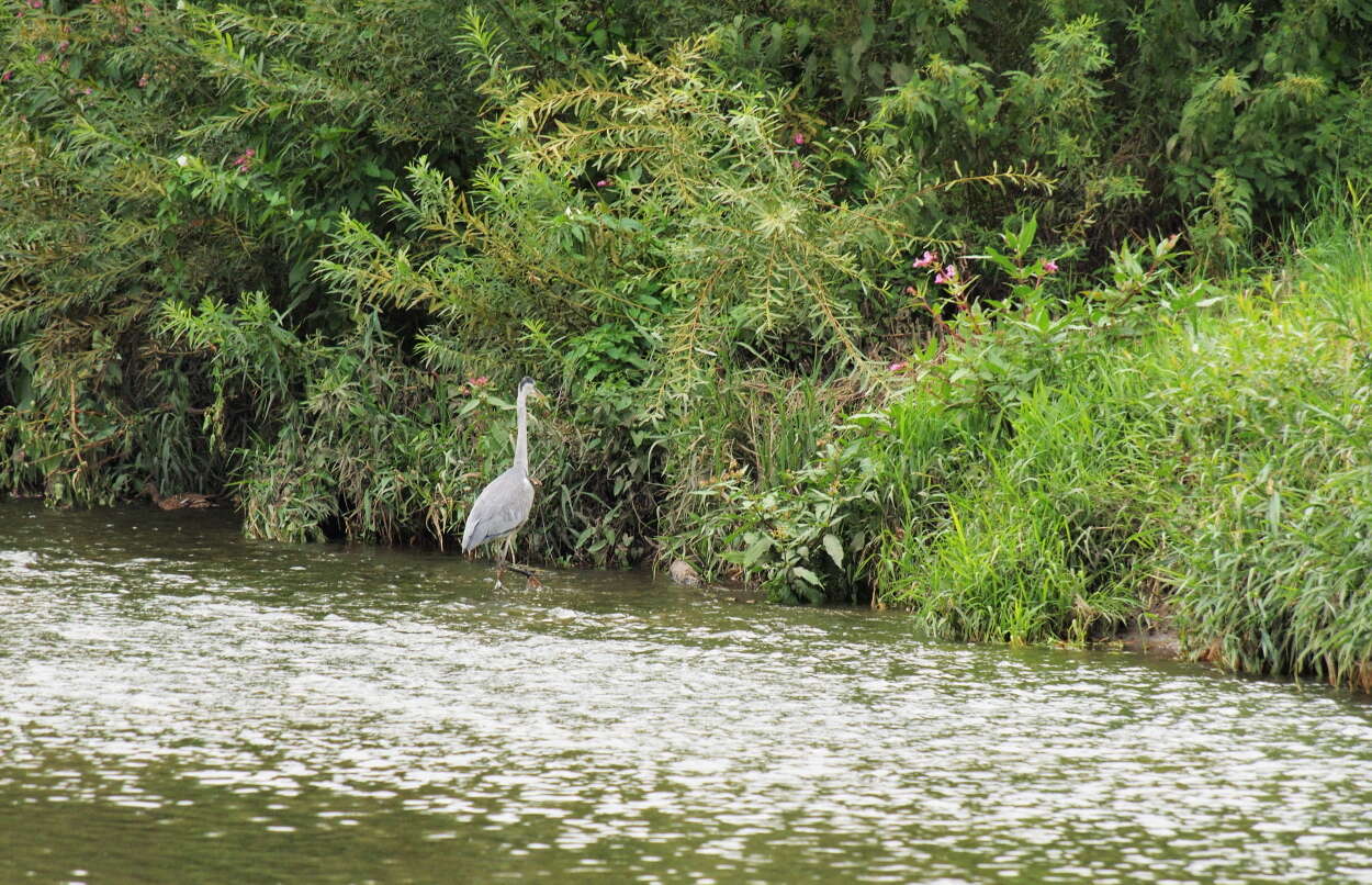 Image of Grey Heron