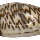 Image of inflated olive