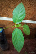 Image of Broom-cluster fig