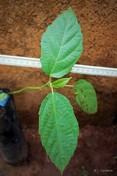 Image of Broom-cluster fig