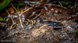 Image of Woodland salamander