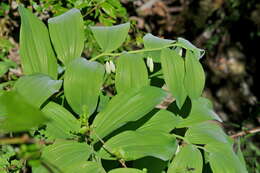 Image of Angular Solomon's Seal