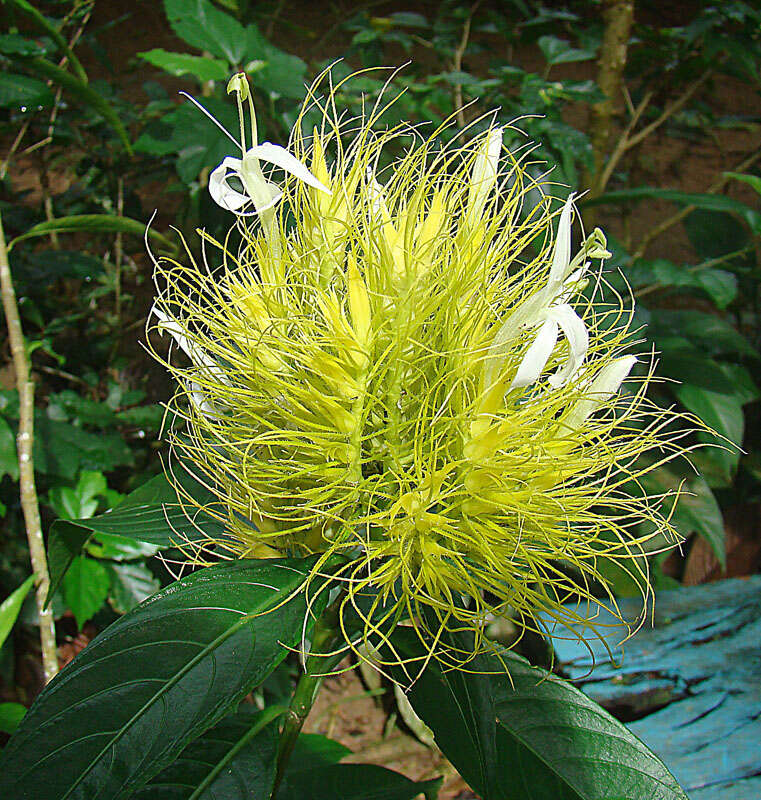 Acanthaceae resmi