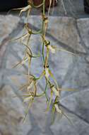 Image of brassia