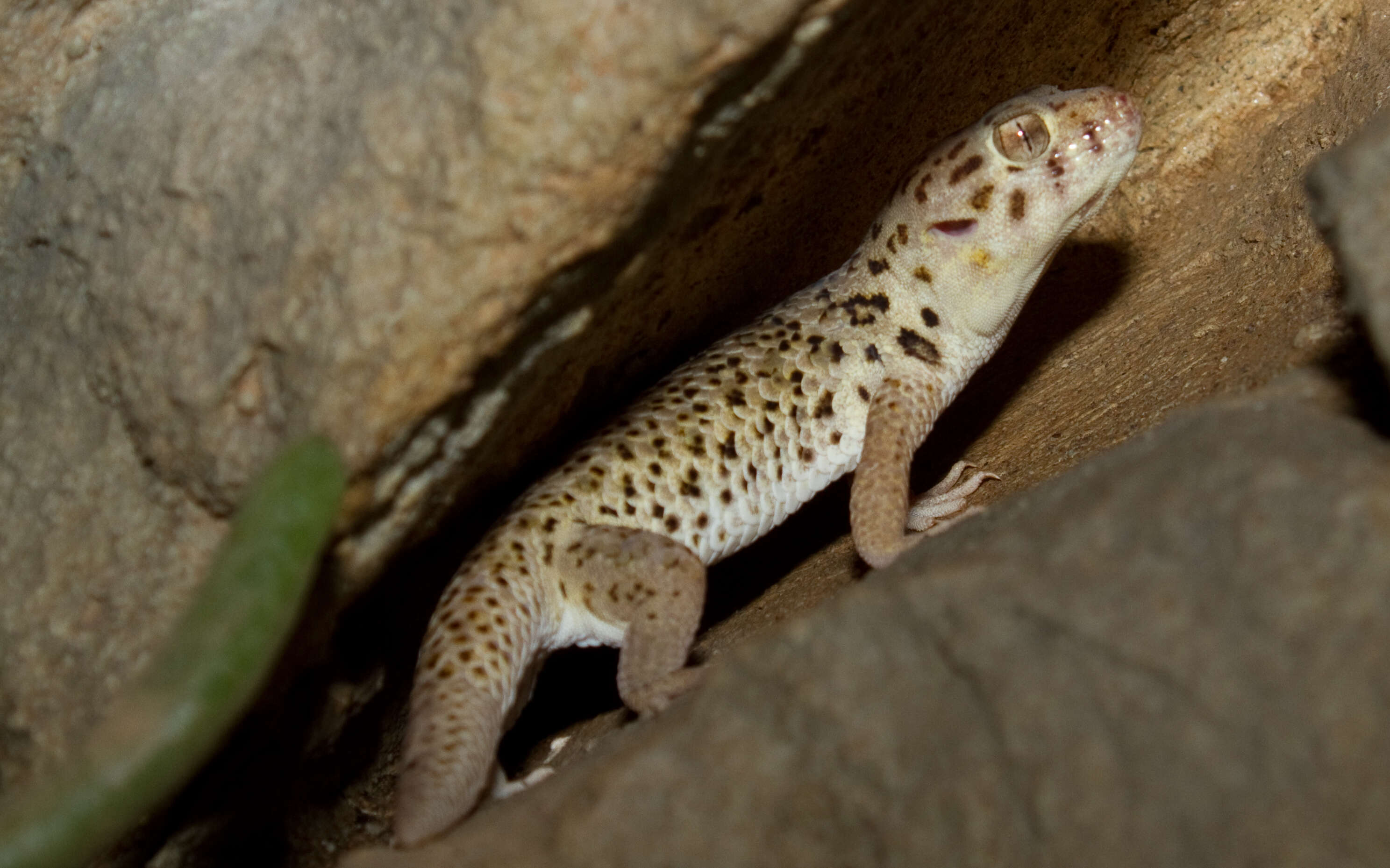 Image of Wonder geckos