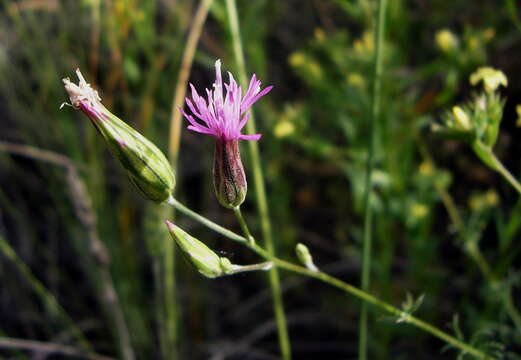 Plancia ëd Crupina vulgaris (Pers.) Cass.