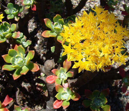 Image of Sedum torulosum R. T. Clausen