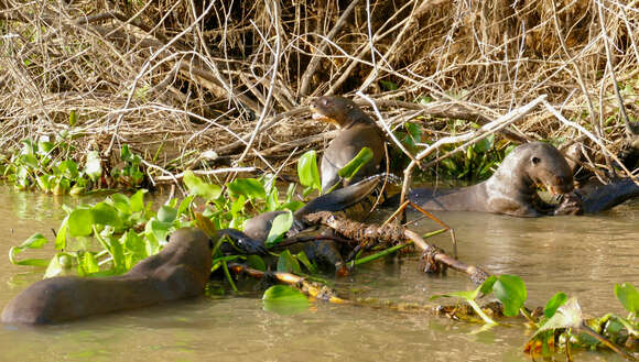 Image of giant otter