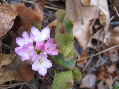 Image de Epigaea repens L.