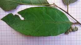 Image of Styrax glabratus Schott