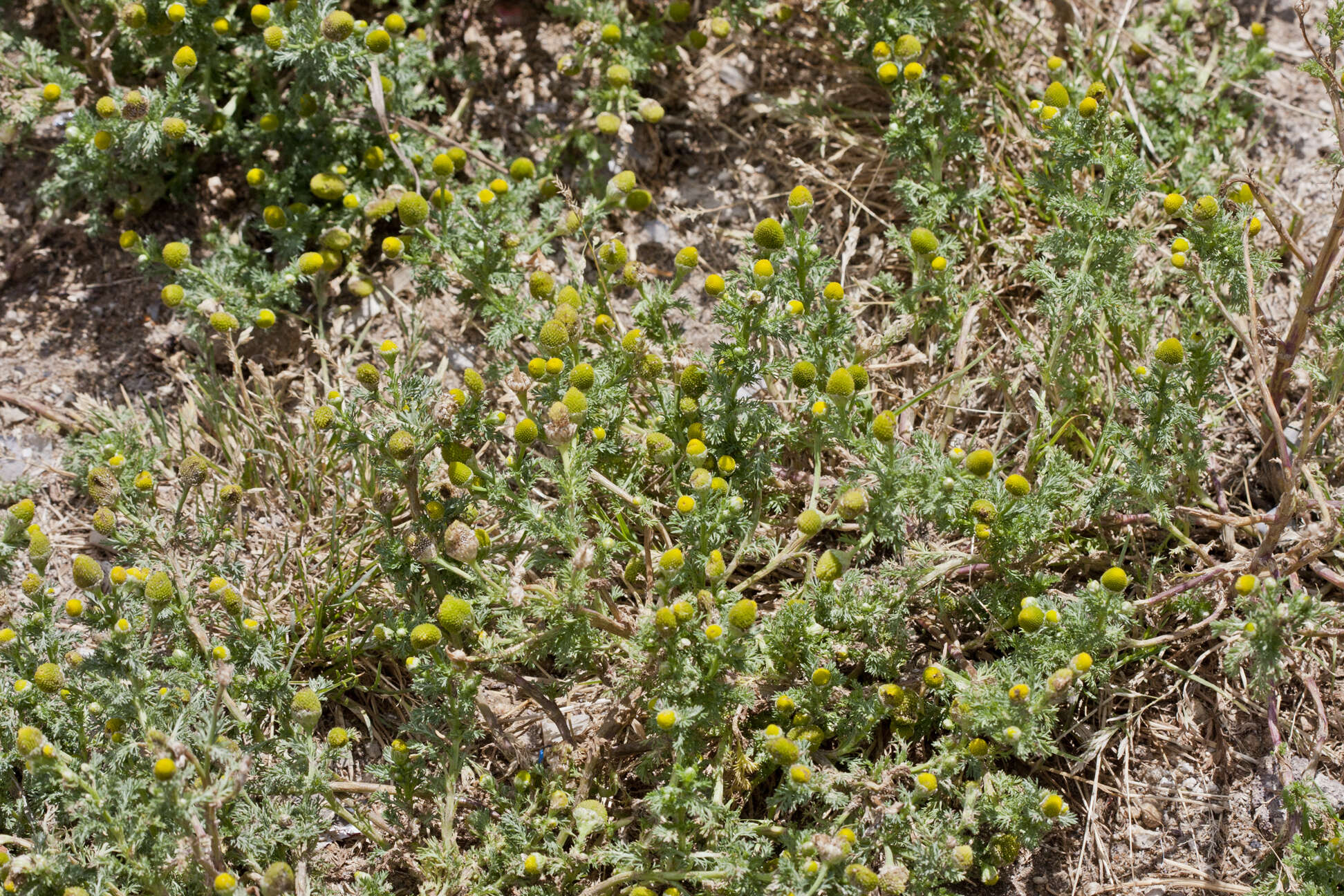 Image of mayweed