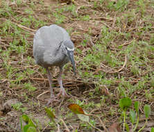 Image of Theristicus Wagler 1832