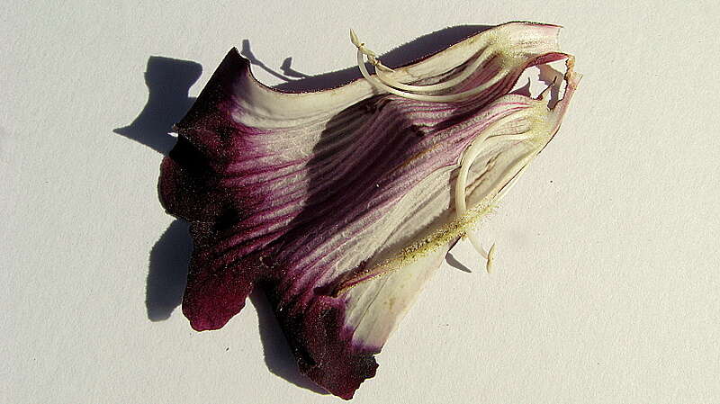 Image of Jacaranda jasminoides (Thunb.) Sandwith