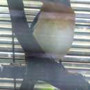密克羅尼西亞翠鳥的圖片