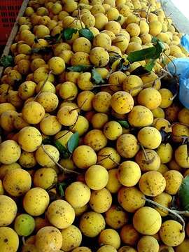 Image of Santol