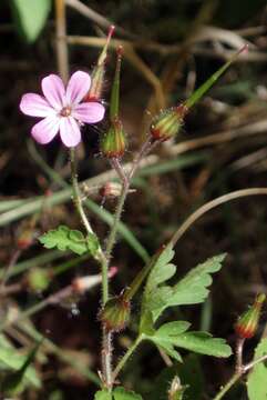 Imagem de Geranium robertianum L.