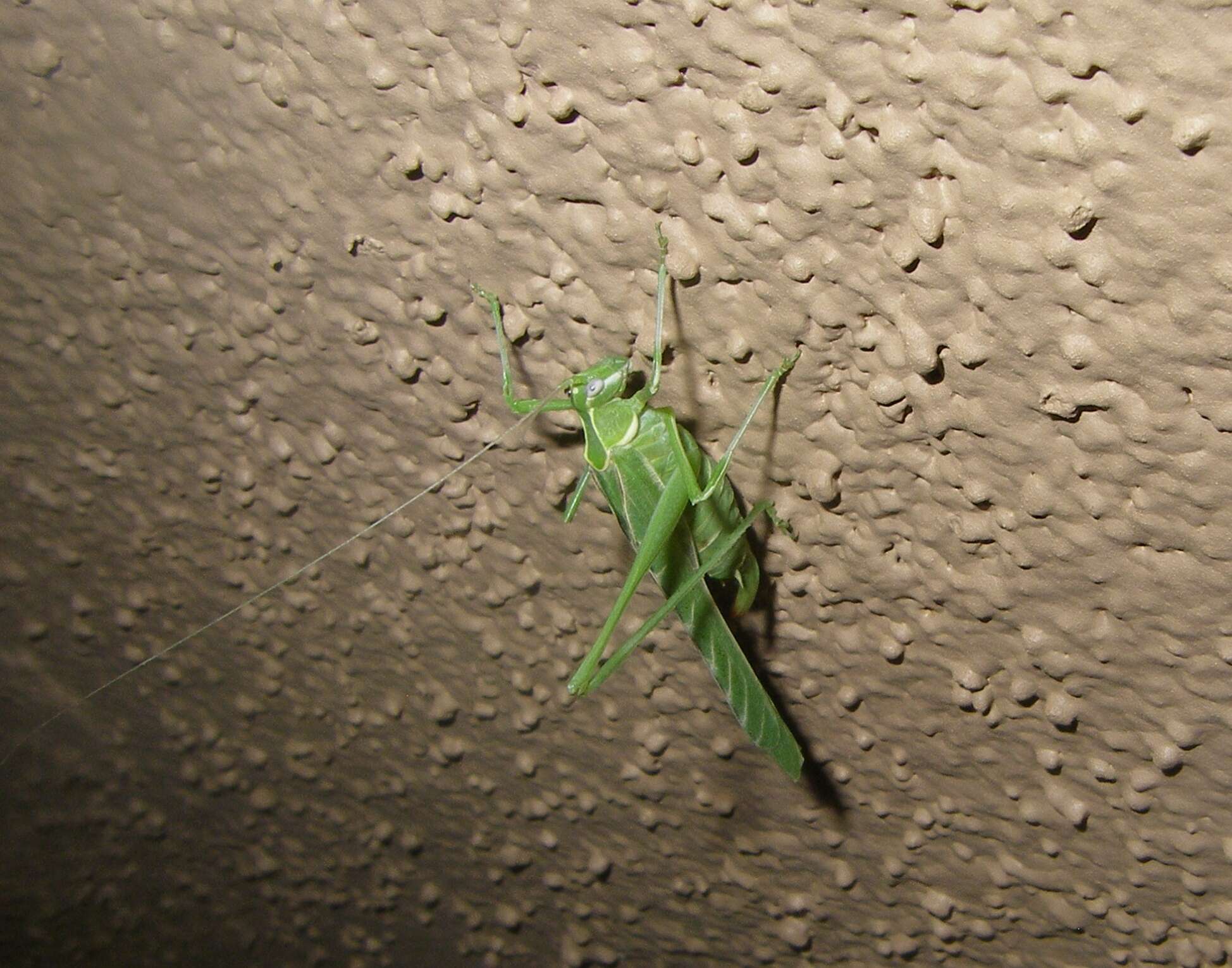 Image of Western Bush Katydids