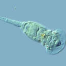 Image of Squatinella mutica