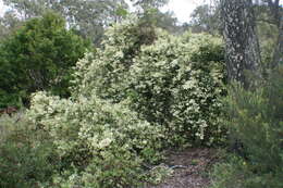 Image of Inland Wonga Vine