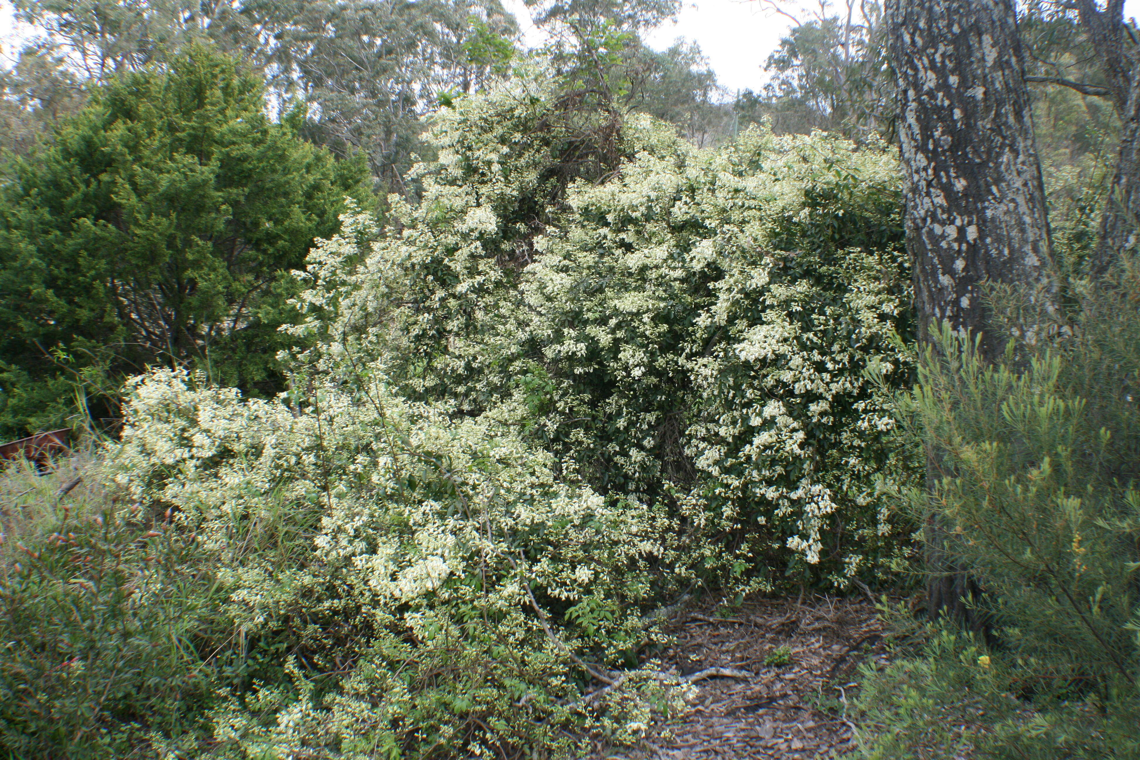 Image of Inland Wonga Vine