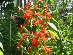 Image of royal catchfly