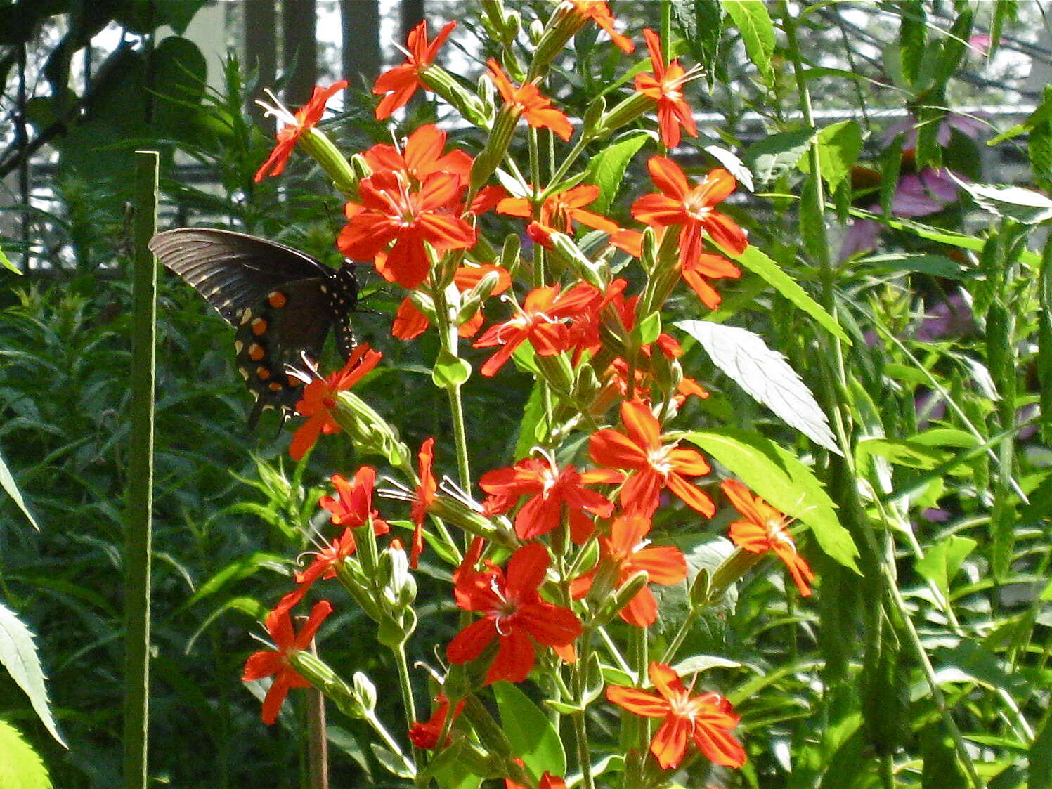 Image of royal catchfly