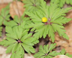 Image of Yellow Anemone