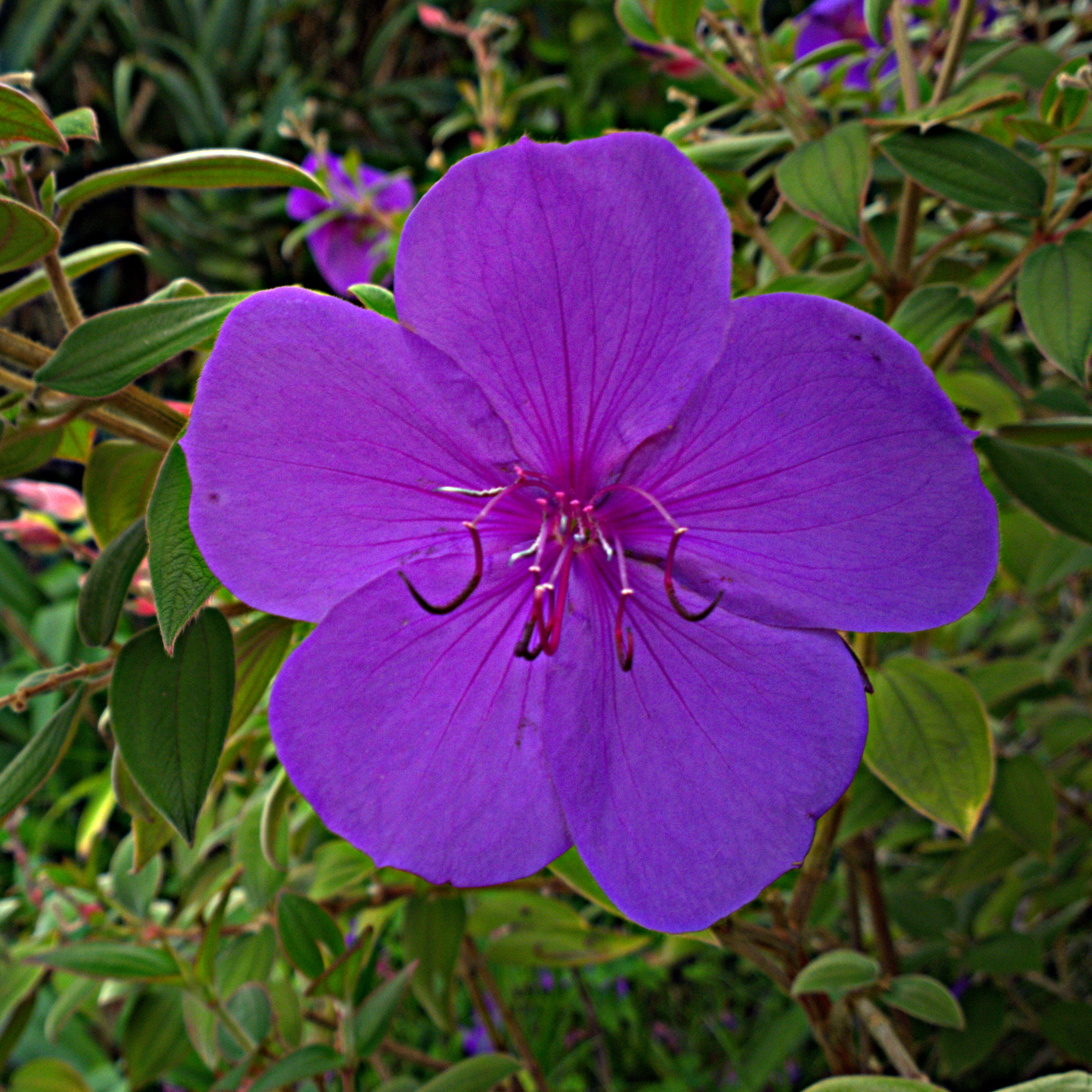 Imagem de Tibouchina