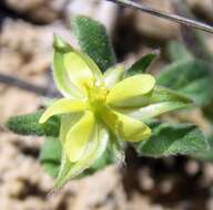 Image of rock rose family