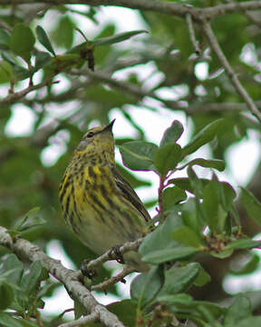 Image of Cape May Warbler