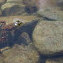 Image of Mink Frog