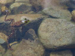 Image of Mink Frog