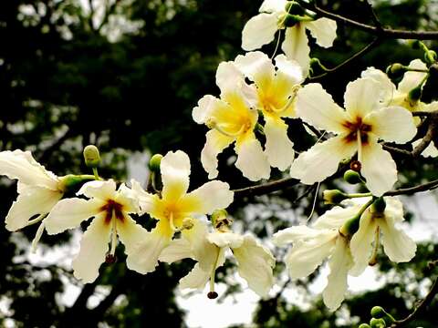 Image of Ceiba chodatii (Hassl.) P. Ravenna