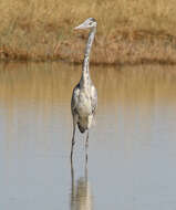 Image of Grey Heron