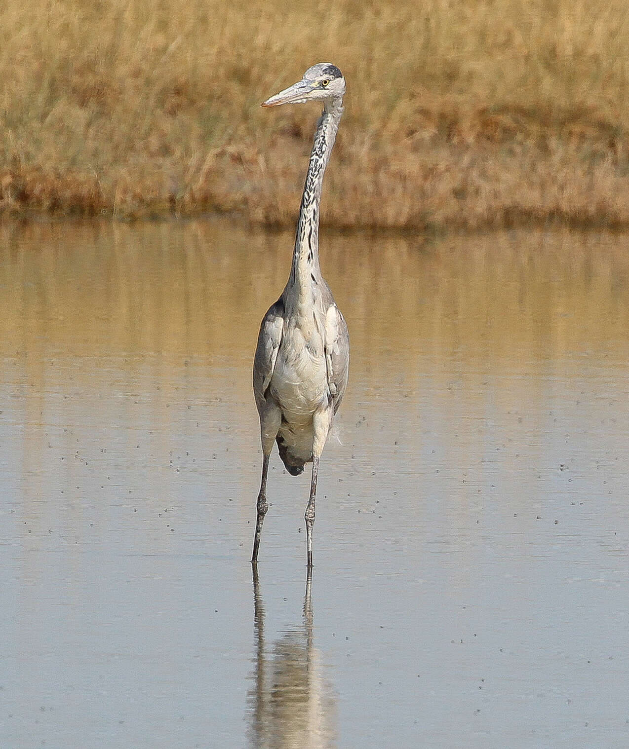 Image of Grey Heron