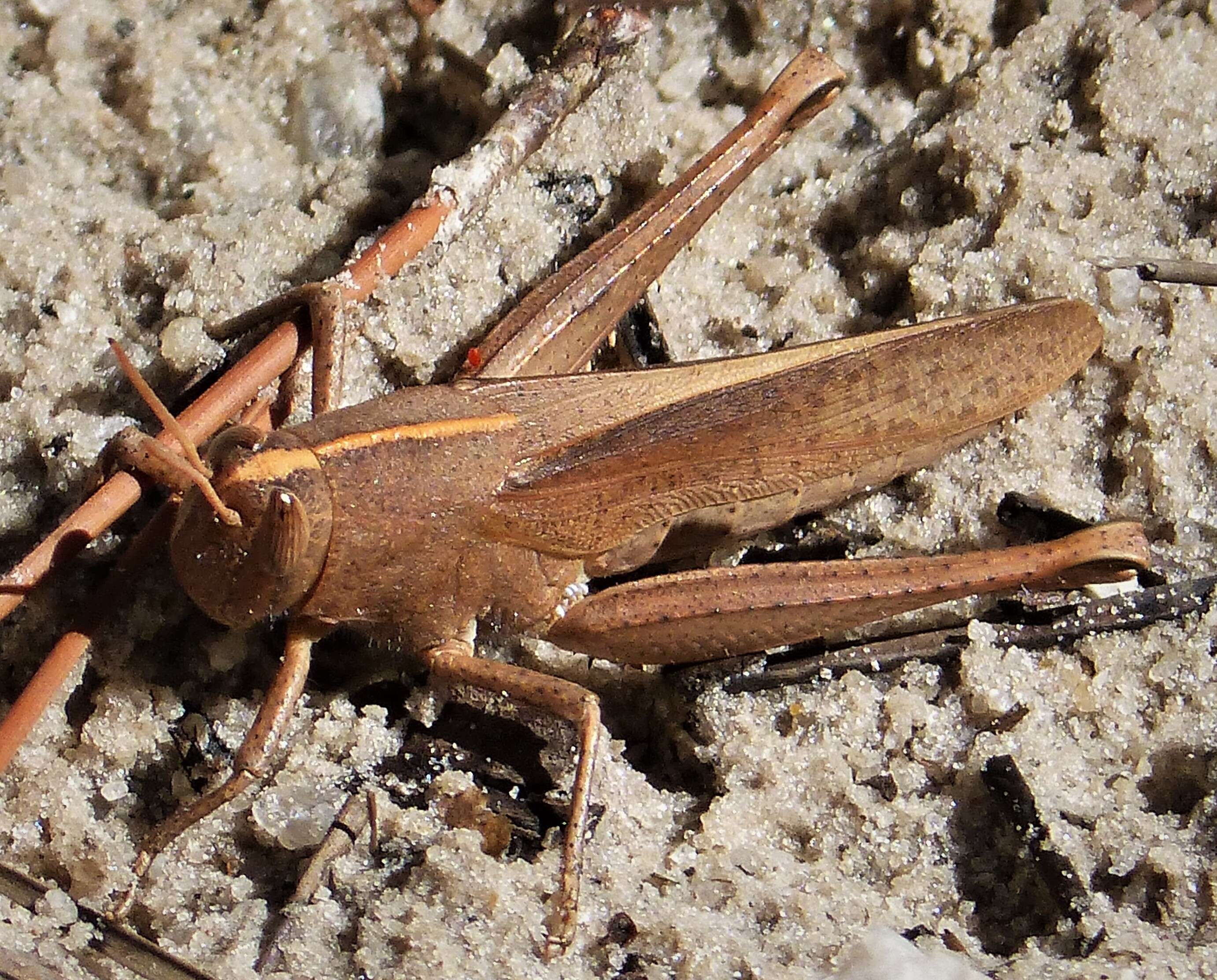 Image of Mischievous Bird Grasshopper