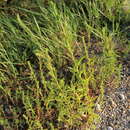 Image de Bassia scoparia subsp. densiflora (Turcz. ex Aellen) S. Cirujano & M. Velayos