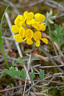 Imagem de Hippocrepis comosa L.